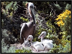 gniazdo, Pelikany, pisklęta