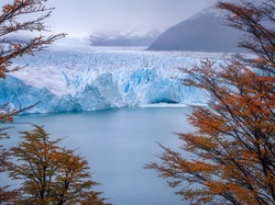 Perito Moreno, Argentyna, Park Narodowy Los Glaciares, Drzewa, Lodowiec