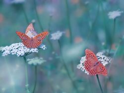 Perłowce malinowce, Kwiaty, Motyle