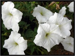 Petunia ogrodowa, Białe, Kwiatki