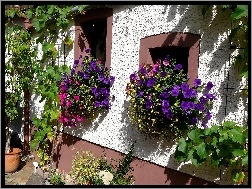 Petunie, Ściana, Dom, Kwiaty