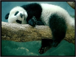 Drzewo, Śpiąca, Panda
