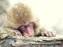 Makak, Śpiąca, Małpka