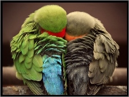 Papugi, Śpiące, Przytulone