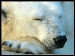 Śpiący, Niedźwiedź