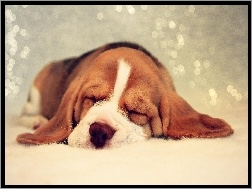 Beagle, Śpiący, Szczeniaczek