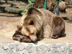 Brunatny, Śpiący, Niedźwiedź