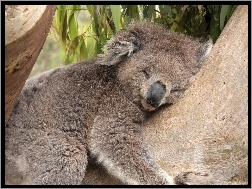 Koala, Śpiący, Miś