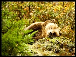Las, Śpiący, Niedźwiedź