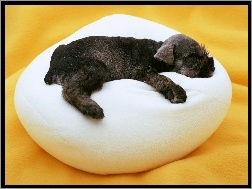 Sznaucer miniaturowy, Pies, Śpiący, Poduszka