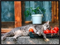 Pomidory, Śpiący, Kotek