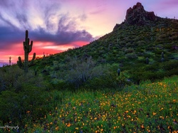 Kwiaty, Łąka, Arizona, Picacho Peak, Góra, Park stanowy, Stany Zjednoczone, Kaktusy, Zachód słońca