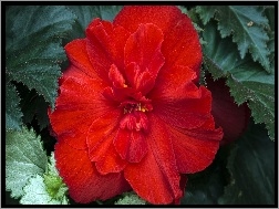 Begonia, Piękna, Czerwona
