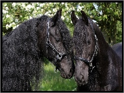 Konie, Piękne, Czarne