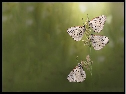 Motyle, Piękne, Srebrne