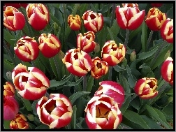 Tulipany, Piękne, Kolorowe