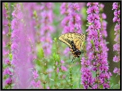 Łąka, Fioletowe, Motyl, Piękny, Kwiaty