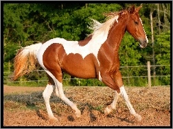 Piękny, Koń