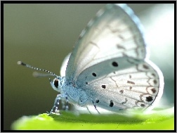 Modraszek, Biały, Piękny, Motyl