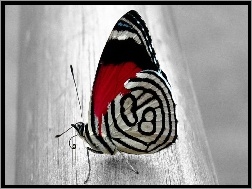 Motyl, Piękny, Kolorowy