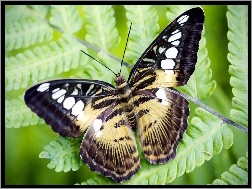 Paproć, Piękny, Motyl