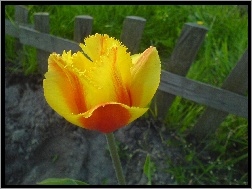 Tulipan, Piękny, Żółty