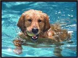 Pies, Pływający, Basen, Aportujący
