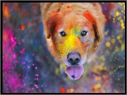 Farba, Pies, Kolorowe