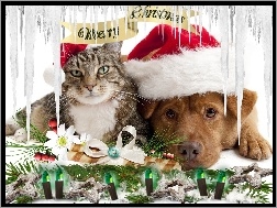 Święta, Kot, Pies, Sople