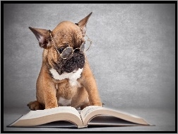Książka, Pies, Okulary