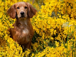 Kwiaty, Pies, Żółte