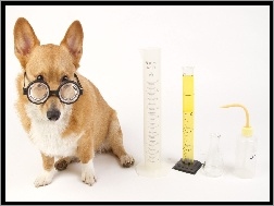 Laboratorium, Pies, Okulary