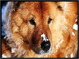 Śniegiem, Pies, Przyprószony
