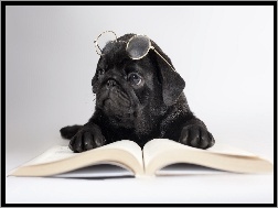 Okulary, Pies, Książka