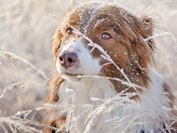 Śnieg, Owczarek australijski, Pies, Trawa