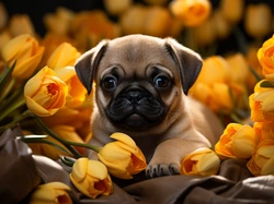 Tulipany, Kwiaty, Pyszczek, Pies, Szczeniak, Mops, Żółte