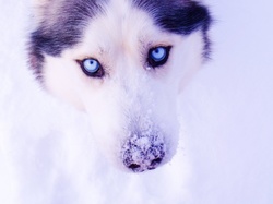Śnieg, Siberian Husky, Pies, Zima