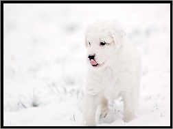 Śnieg, Szczeniak, Pies, Zima