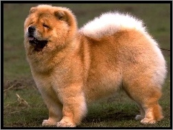Pies, Chow chow