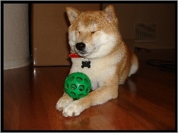 piłka, Shiba inu, zielona