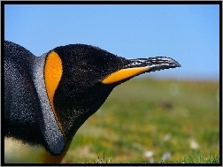 Pingwin, Głowa