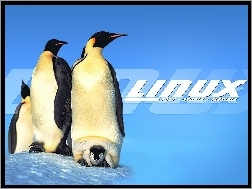 Pingwinów, Linux, System, Rodzinka