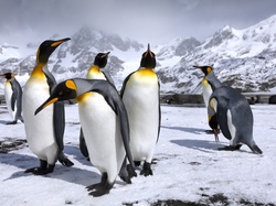 Pingwiny królewskie, Góry, Śnieg