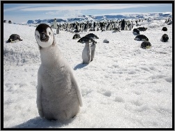 Lodowiec, Pingwiny, Śnieg