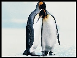 Pingwiny, Śnieg
