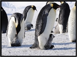 Śnieg, Pingwiny, Cesarskie