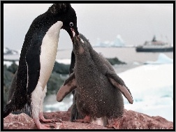 Pingwiny, Skała