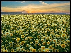 Carrizo Plain National Monument, Zachód, Kwiaty, Polne, Słońca