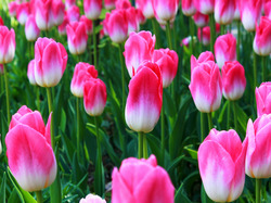 Plantacja, Biało-różowe, Kwiaty, Tulipany