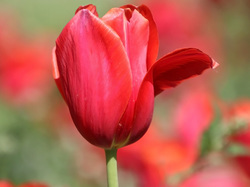 Płatek, Tulipan, Czerwony, Kwiat, Odchylony